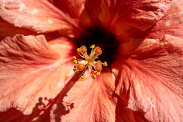 Close up of a double peach Hibiscus flower common names China Rose, Shoeblack Plant or Rose Mallow...