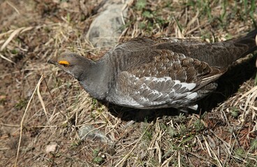 Male Dusky Grouse (Dendragapus obscurus) wild bird on the ground in Beartooth Mountains, Montana