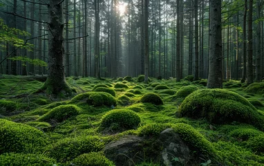 Fotobehang Enchanted Forest Sunrise © Muh