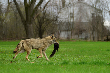 Urban wildlife a photograph of a coyote walking across a vacant lot with a black squirrel carried in its mouth