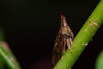 fly on leaf