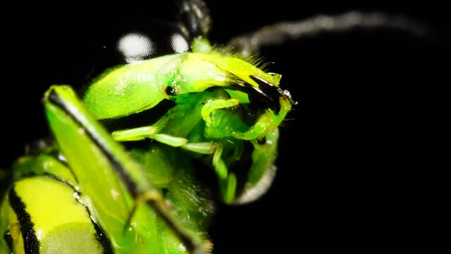 Green Insect with impressive mandibles close up