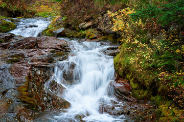 Fototapeta na wymiar Small mountain creek with autumn yellow trees, foliage, and rocks in a forest near Mount Hood Meadows, Oregon, USA.