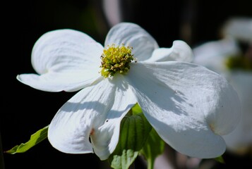 white and yellow flower in sunlight