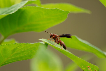 Wasp on Leaf