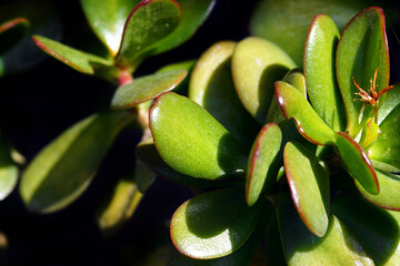 Close-up photograph of Crassula (Money plant) leaves illuminated by the sun