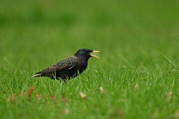 Close up photograph of a colorful European Starling bird on a green lawn