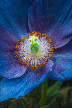Himalayan Blue Poppy