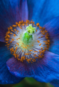 Himalayan Blue Poppy