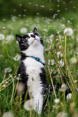 The cat looks at the white fluffy flowers of dandelions. Postcard