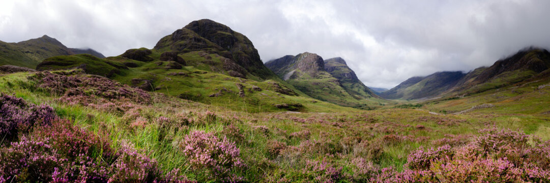 Three sisters mountains and Heather Glencoe Scottish Highlands