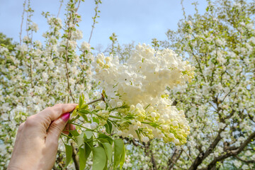 Fototapeta na wymiar White lilacs are blooming in woman hand. White lilac on a tree, spring lilac