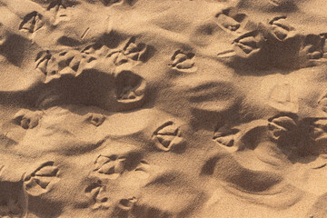 Seagull footprints in the sand
