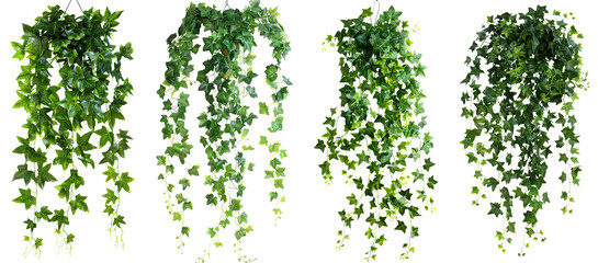 hanging ivy plant bush foliage isolated on white or transparent background png cutout clipping path