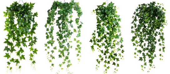 hanging ivy plant bush foliage isolated on white or transparent background png cutout clipping path