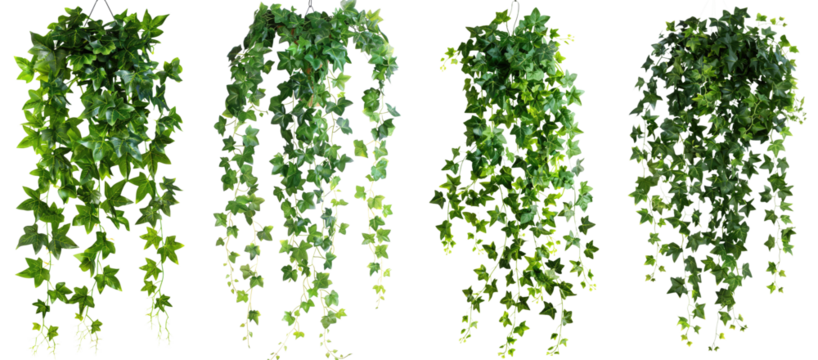 hanging ivy plant bush foliage isolated on white or transparent background png cutout clipping path