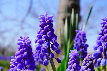 春の公園の花壇に咲く紫色のムスカリ。