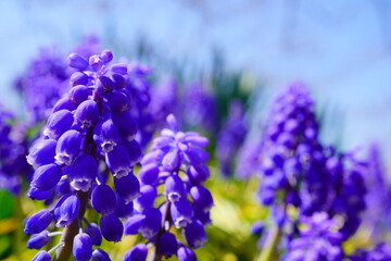 春の公園の花壇に咲く紫色のムスカリ。春の公園の花壇に咲く紫色のムスカリ。 - obrazy, fototapety, plakaty