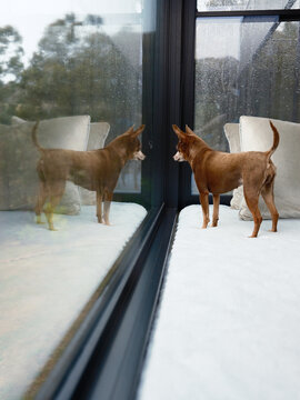 Tiny dog on day bed looking out window on rainy day