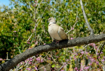 Türkentaube auf einem Ast