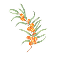 Sea buckthorn branch with orange berries. Branch with Fresh ripe berries and leaves. Hand drawn watercolor illustration isolated on white background. 