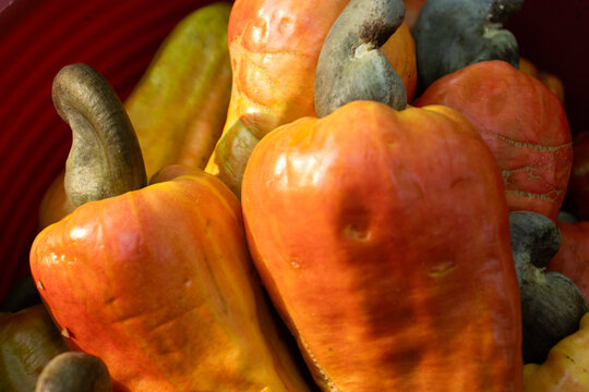 Frutos de Anacardium occidentale (Nuez de la India, Mara&ntilde;&oacute;n, Caj&uacute;) en Campeche, M&eacute;xico