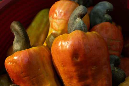Frutos de Anacardium occidentale (Nuez de la India, Mara&ntilde;&oacute;n, Caj&uacute;) en Campeche, M&eacute;xico