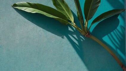 Banana leaf shadow on painted turquoise concrete background - D Rendering.