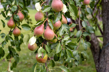 Delicious young healthy organic juicy pears hang on a branch weighing it down