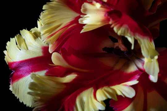 Parrot tulip