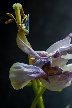 Withered tulip