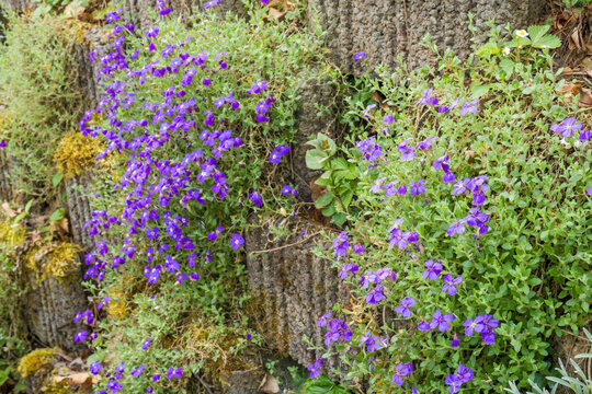Flowers of purple rock cress, Aubrieta deltoidea, growing on a rock