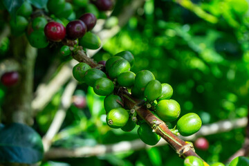Fresh green coffee beans on a branch of a coffea, Jerico, Jericó, Antioquia, Colombia.