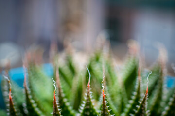 Closeup macro shot of Lace Aloe or Aristaloe aristata, abstract white lacy patterns on the green pointed leaves