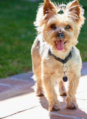 Dog, happy and outdoor with Yorkshire Terrier, backyard and pet with face and calm behaviour. Fur, rescue puppy and animal ready to play in house garden with care and loyal yorkie on brick walkway