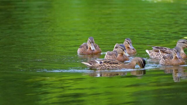 young ducks in the water