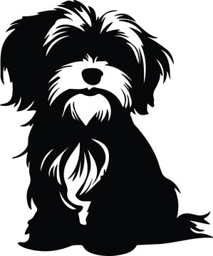 Havanese silhouette