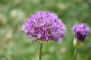Purple Allium Flower Bloom