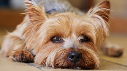 Dog, ground and home with Yorkshire Terrier, relax and pet with face and calm behaviour. Fur,...
