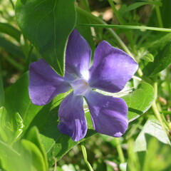 P&eacute;tales mauves