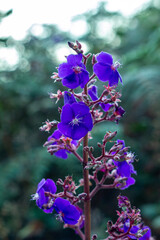 Pleroma heteromallum, synonyms including Tibouchina grandifolia and Tibouchina heteromalla, known by the common name silverleafed princess flower in English. Jerico, Jericó, Antioquia, Colombia,