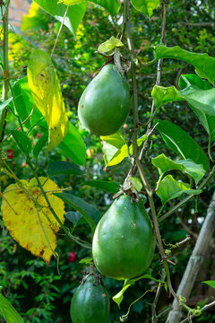 Fruits of Passiflora quadrangularis on a branch, the giant granadilla, barbadine (Trinidad), grenadine (Haiti), giant tumbo or badea. Jerico, Jeric&oacute;, Antioquia, Colombia.