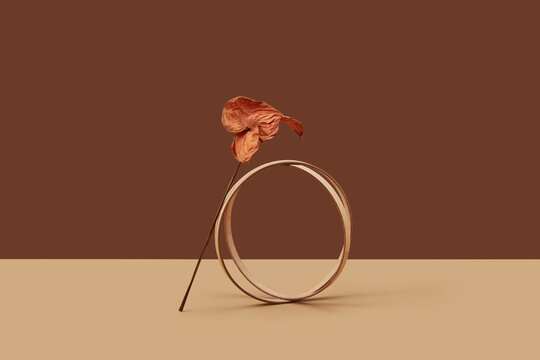 Two wooden circles connecting together with dry Anthurium flower