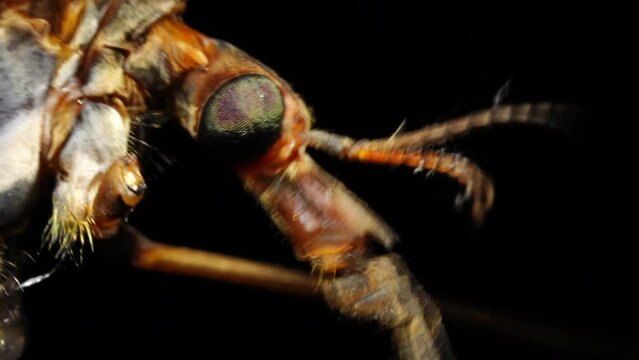 Crane Fly Close Up 
