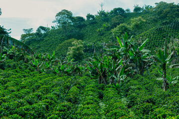 Fototapeta na wymiar Coffee fields in the rural area of Jerico, Jericó, Antioquia, Colombia. Banana trees.