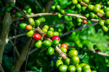 Fresh green coffee beans on a branch of a coffea, Jerico, Jericó, Antioquia, Colombia.
