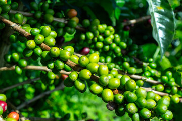 Fresh green coffee beans on a branch of a coffea, Jerico, Jericó, Antioquia, Colombia.
