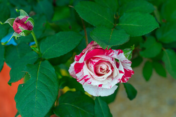 Close up of the flower of Rosa gallica. Green leaves.