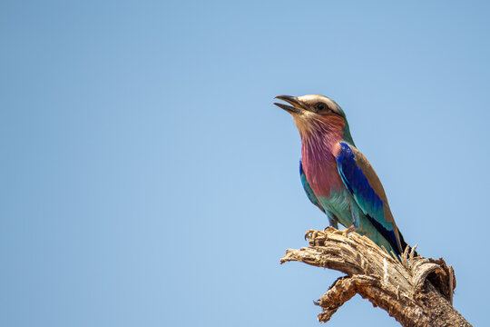 A lilac breasted roller perched on a branch in Tarangire National Park, Tanzania