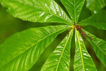 fresh moist green chestnut leaves